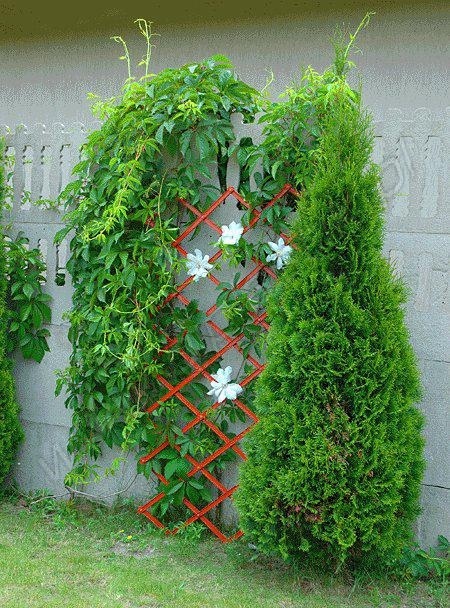 ALDOTRADE Skladacia mriežka na popínavé rastliny Pergola - Názov varianty: Teracota