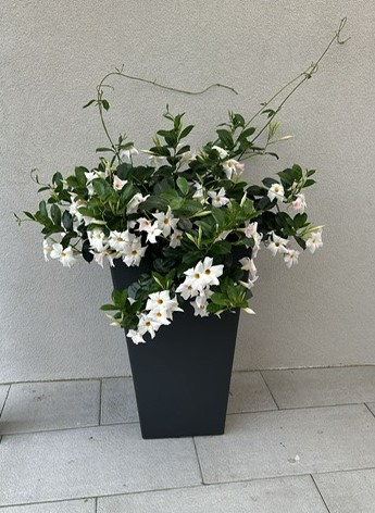 Kvetináč PIRAMIDE 50x50x87cm, antracit